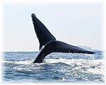 Nuevo Vallarta Attraction - Whale